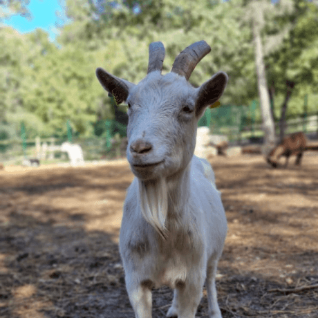Observation de l'animal en mouvement