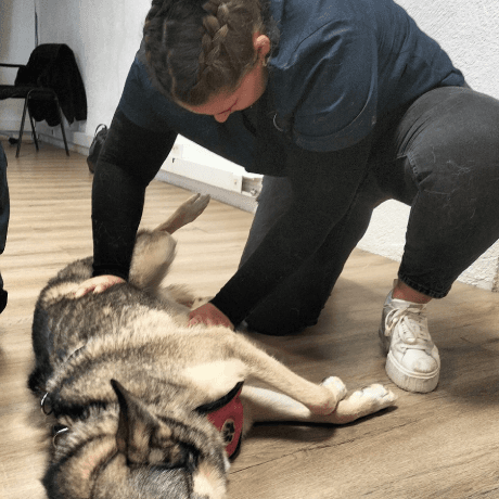Séance sur un chien