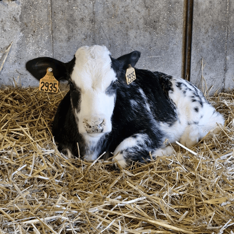 Séance sur un ruminant