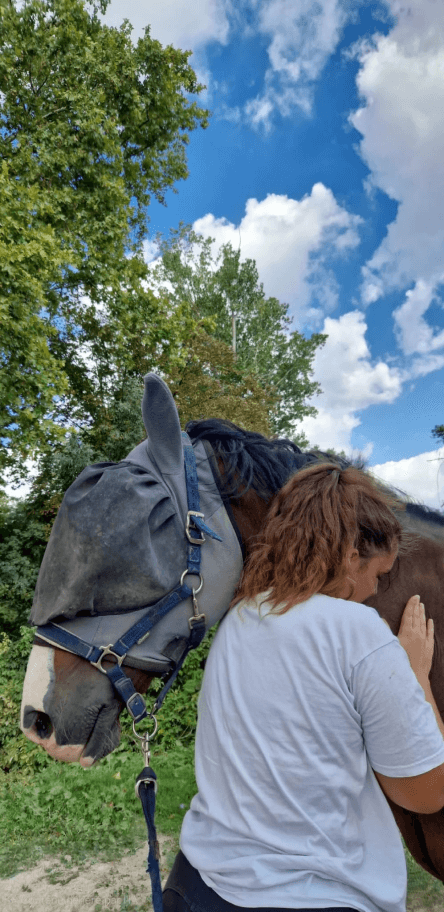 Séance d'ostéopathie sur un cheval