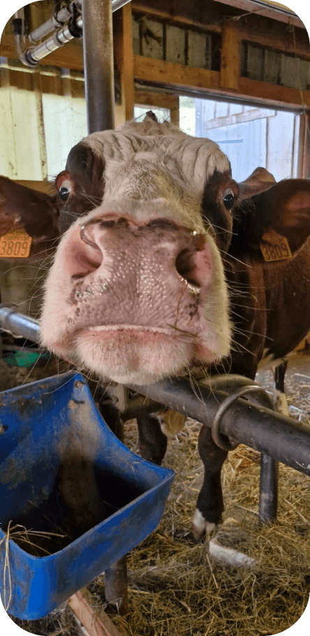 Séance d'ostéopathie sur un ruminant